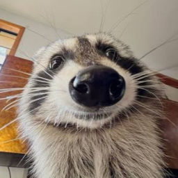 raccoon