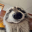 raccoon